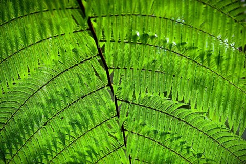 Australian tree fern (Cyathea australis) play of light, sun, see-through, transparent,