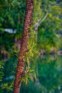Crater lake Lake Eacham in tropical rainforest with palm tree in the Atherton tablelands,
