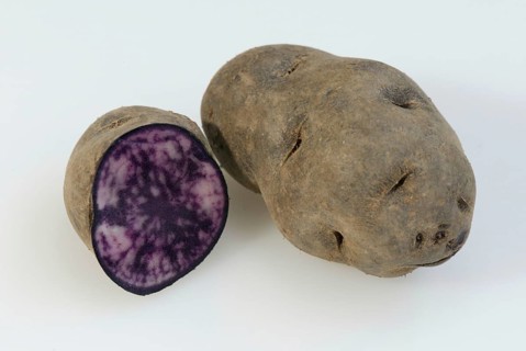 Potatoes (Solanum tuberosus), blue potatoes, truffle potato, nightshade family, Solonaceae,