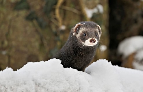 European polecat (Mustela putorius) or wood polecat, sitting in the snow, captive, Switzerland,