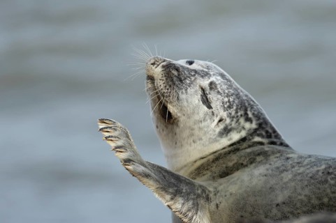 Common or Harbor seal (Phoca vitulina) adult waving its front leg on a coastal beach, Norfolk,