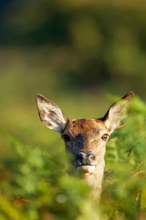 Red deer (Cervus elaphus) adult female hind animal portrait, Surrey, England, United Kingdom,