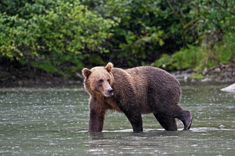 Brown bear (Ursus arctos) walking through the water and looking back at the shore, Lake Clark