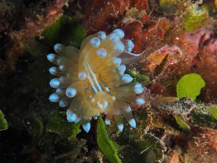 Striped thick-billed slug (Janolus cristatus), dive site Cap de Creus Marine Reserve, Rosas, Costa