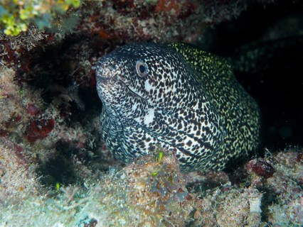 Spotted moray (Gymnothorax moringa), dive site John Pennekamp Coral Reef State Park, Key Largo,