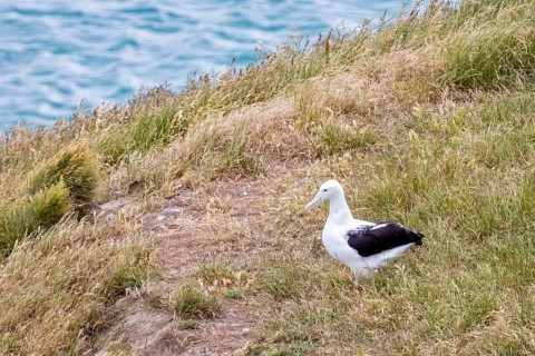 Albatros (Diomedea sanfordi), Taiaroa Head, Otago Peninsula, Neuseeland