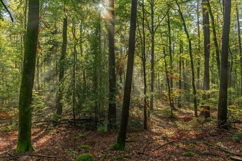 Rays of sunlight through the fog in a mountain forest in autumn. Vosges, Alsace, France, Europe
