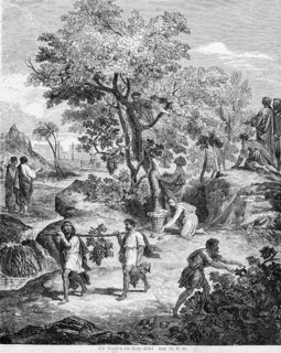 The grapes at the brook Estol, grapes, fruit, basket, vines, figs, pomegranates, people, harvest,