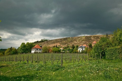 Hoflößnitzi is a former Electoral Saxon, now municipal winery in Radebeul (Oberlößnitz district) on