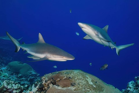 Two grey reef sharks (Carcharhinus amblyrhynchos) swimming and hunting over tropical coral reef,