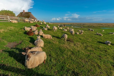 Hamburg Hallig, flock of sheep on the dwelling mound, thatched house, salt marshes, Reußenköge,