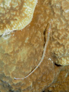 Black-breasted pipefish (Corythoichthys nigripectus) on stone coral. Dive site House Reef, Mangrove