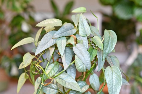 Tropical 'Epipremnum Pinnatum Cebu Blue' houseplant with silver-blue leaves in flower pot on table