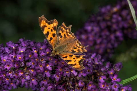 C butterfly (Polygonia c-album) on butterfly bush (Buddleja), Baden-Württemberg, Germany, Europe