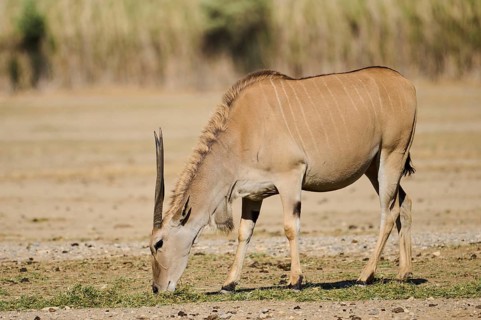 Common eland (Taurotragus oryx) standing in the dessert, captive, distribution Africa