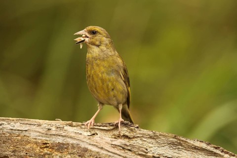 European greenfinch (Chloris chloris) at the summer feeding site, Allgäu, Bavaria, Germany, Europe