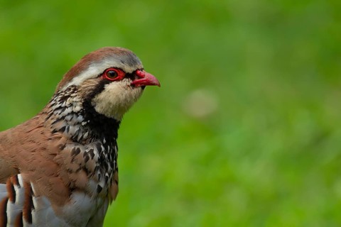 Red legged or French partridge (Alectoris rufa) adult bird head portrait, Norfolk, England, United