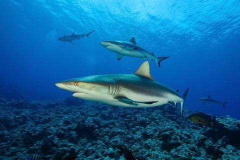 Group of grey reef shark (Carcharhinus amblyrhynchos) swimming over reef top of coral reef, Pacific