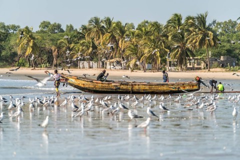 A flock of seagulls on the beach of Sanyang, Gambia, West Africa, Africa