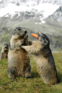 Alpine Marmots (Marmota marmota) with carrot, Austria, Europe