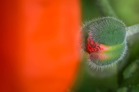 Oriental poppy (Papaver orientale), only slightly opened poppy capsule, double exposure,