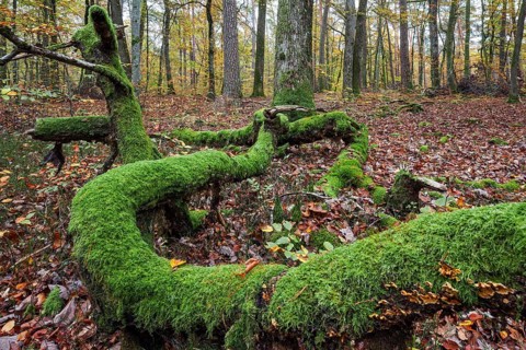 Moss-covered tree trunk in autumn forest, Brechenberg near Eppenbrunn, Palatinate Forest,