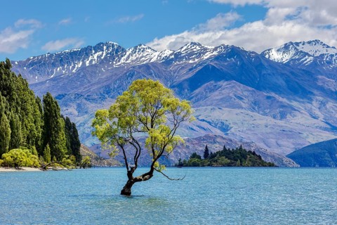 Crack willow (Salix fragilis), Wanaka tree, Lake Wanaka, Otago, New Zealand, Oceania