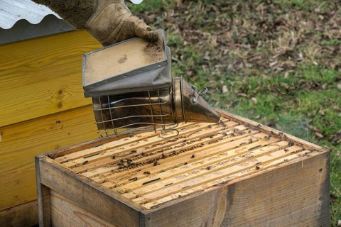 Beekeeper pacifies honey bees (Apis) with smoker in beehive, Baden-Württemberg, Germany, Europe