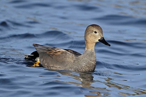 Adult gadwall (Mareca strepera), male swimming on Lake Zug, Switzerland, Europe