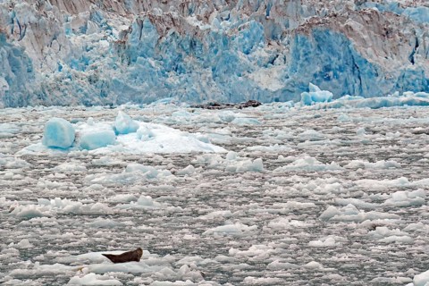 Single seal on ice floe in front of huge ice front, Prince William Sound, autumn, Valdez, Alaska,