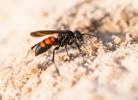 Black-banded spider wasp (Anoplius viaticus), female, sitting in the sun on sandy soil in front of