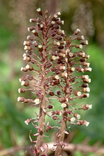 Butterbur (Petasites hybridus), medicinal plant, herb, wild plant, medicinal use