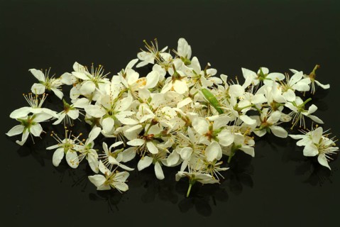 Flower of blackthorn (Prunus spinosa), blackthorn, medicinal plant, fruits, flowers and bark of