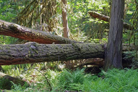 Huge old Douglas firs, overgrown with mosses and lichens, Cathedral Grove, MacMillan Park,