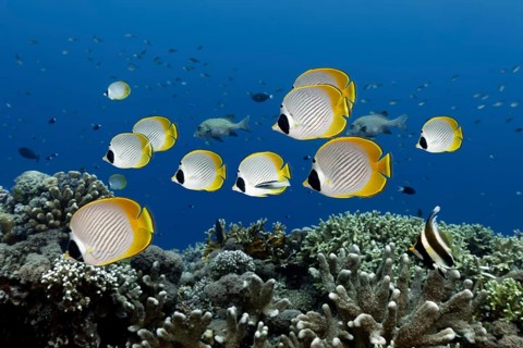 Shoal of philippine butterflyfish (Chaetodon adiergastos) swimming over coral reef, Great Barrier