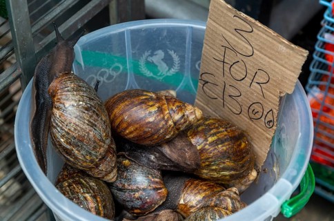 Achatina Giant African snails (Lissachatina fulica) on sale, Deptford High Street, London SE8,