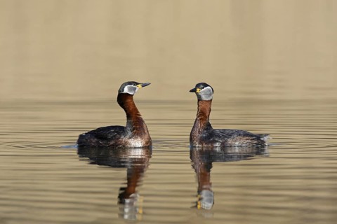 Red-necked grebe (Podiceps grisegena) (Podiceps griseigena) couple displaying during mating ritual