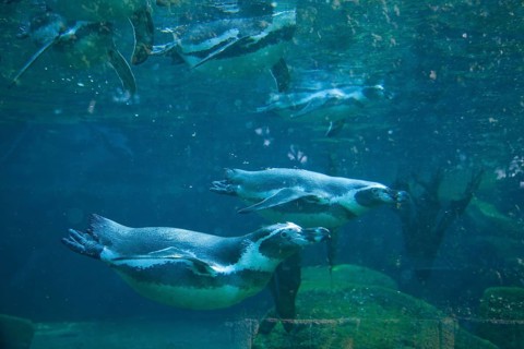 Dresden Zoo, Humboldt Penguins