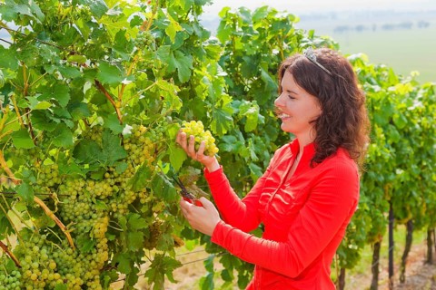 Start of the grape grape harvest at Winzergenossenschaft Meissen eG