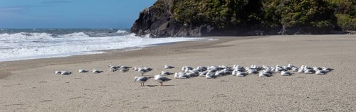Maori black-billed gull (Chroicocephalus bulleri), Ship Creek, Beach, New Zealand, Oceania