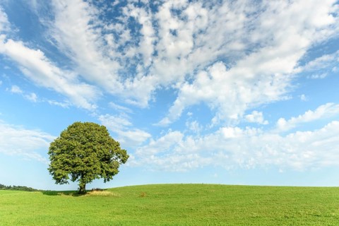 Lone tree on a hill in the French countryside. Jura, Lons-le-Saunier, Burgundy-Franche-Comte,