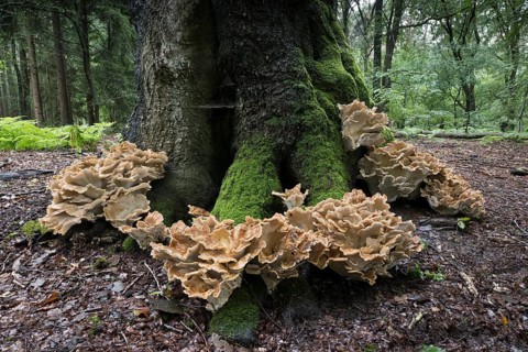 Giant polypore (Meripilus giganteus), Emsland, Lower Saxony, Germany, Europe