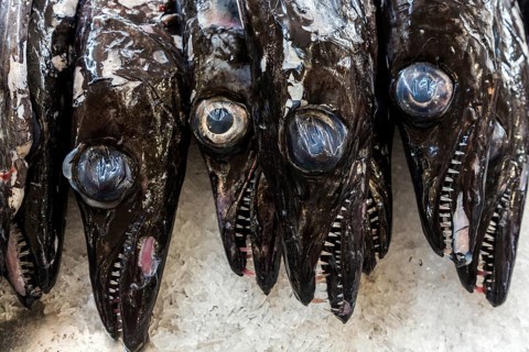 Black scabbardfish (Aphanopus carbo), fish market, Mercado dos Lavradores market hall, Funchal,