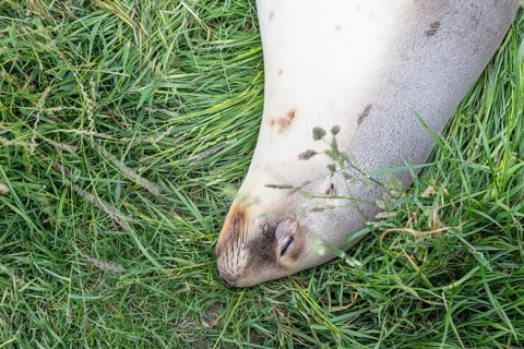 Pinniped (Pinnipedia), sleeping, Otago Peninsula, New Zealand, Oceania