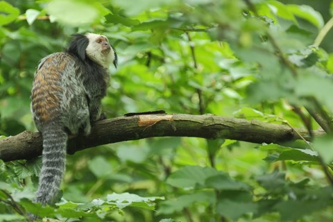 White-faced (Callitrichidae) marmoset (Callithrix geoffroy), white-faced marmoset, Geoffroy's brush