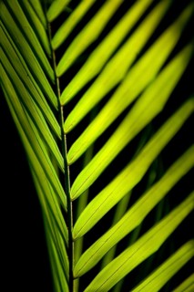 Palm leaf in sunlight, plant, palm, detail, structure, texture, flora, light, play of light,