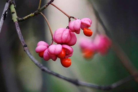 European spindle (Euonymus europaeus), October, Germany, Europe