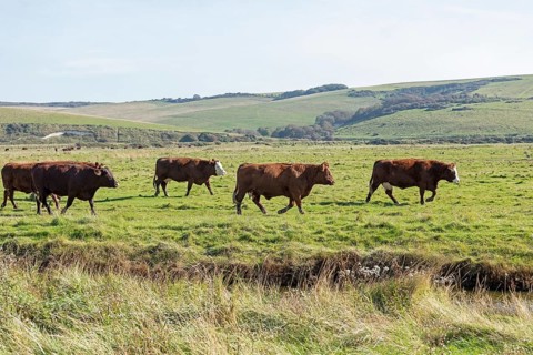Cattle on a pasture near Cuckmere Haven, Seven Sisters, East Sussex, England, Great Britain