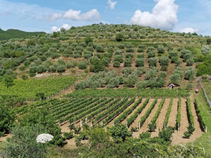 Mediterranean agriculture in the mountainous landscape on the western foothills of the Tomorr