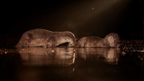 European otter (Lutra lutra) hunting at night in the water, pair, mating, rutting, foraging, haze,